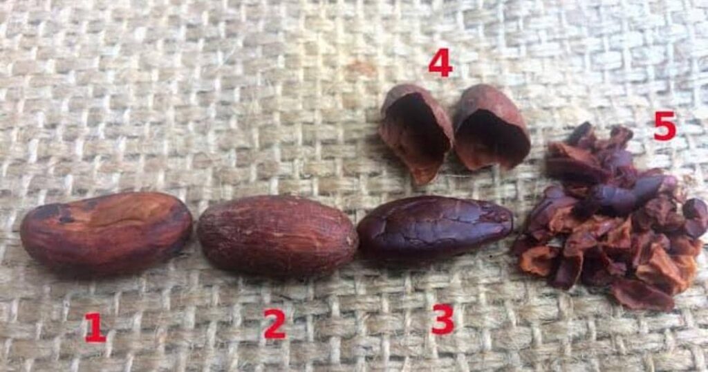 Cocoa Bean Shells Export from Nigeria and Africa: How Renamy Global ...