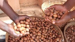 Shea Nuts from Renamy Global Resources Ltd