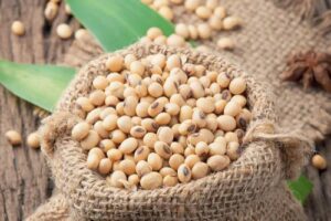 Soya Beans from Renamy Global Resources Ltd