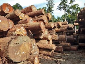 Bubinga Wood from Renamy Global Resources Ltd