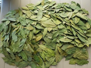 Bay Leaves from Renamy Global Resources Ltd