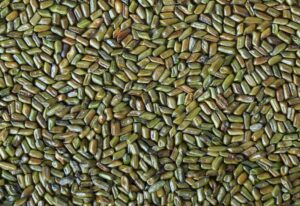 Cassia Tora from Renamy Global Resources Ltd