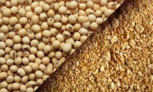 Soya Bean Meal from Renamy Global Resources Ltd