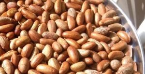 Contact Renamy Global Resources Ltd today for export grade bitter kola for international buyers 
