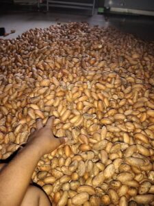 Contact Renamy Global Resources Ltd today for export grade bitter kola for international buyers 