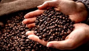 Contact Renamy Global Resources Ltd today for Nigerian and African coffee beans export