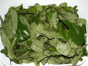 Oha leaves from Nigeria prepared for wholesale export