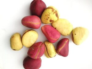 Whole kola nuts from Nigeria for wholesale export and commercial buyers