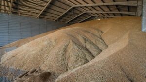 Bulk wheat grains for commercial buyers in Nigeria