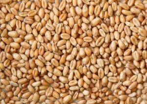 Quality inspection of wheat before international shipment