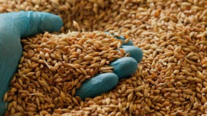 Quality inspection of wheat before international shipment