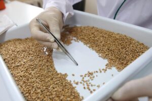 Wheat grain quality inspection before bulk purchase