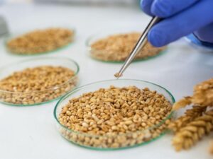 Inspecting wheat kernels before bulk purchase