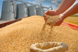 Bulk wheat grain stored at an international export facility.